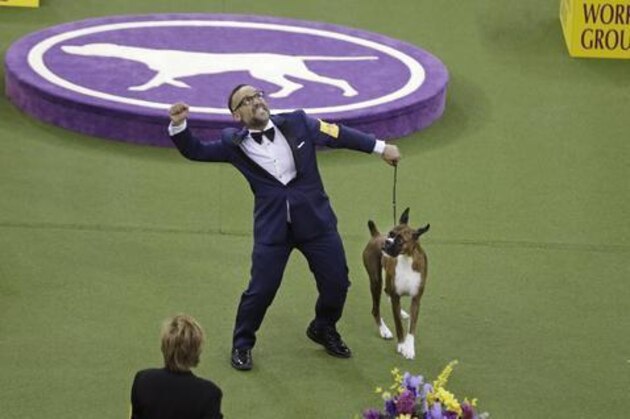 A handler celebrates after Devlin, a boxer, won the working group during the 141st Westminster Kennel Club Dog Show on Tuesday, Feb. 14, 2017, in New York. (AP Photo/Frank Franklin II)
