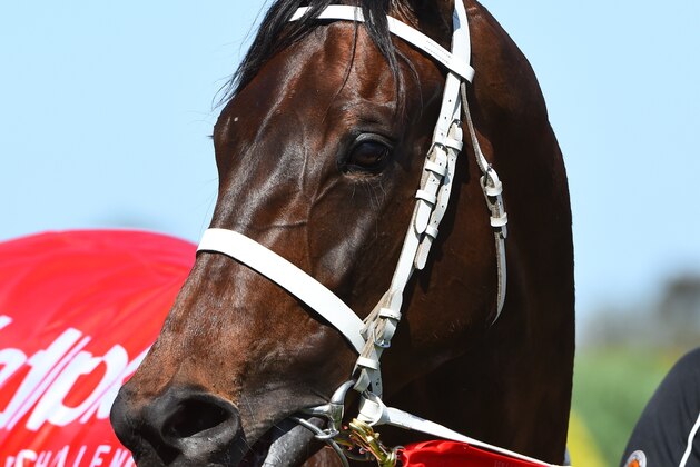 MELBOURNE, AUSTRALIA - OCTOBER 08:   Winx after winning Race 6, Ladbrokes Caulfield Stakes during Caulfield Guineas Day at Caulfield Racecourse on October 8, 2016 in Melbourne, Australia.  (Photo by Vince Caligiuri/Getty Images)