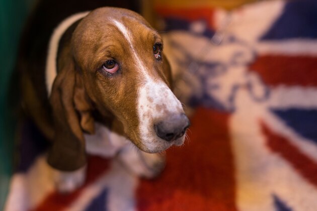 A Basset Hound is pictured on the first day of the Crufts dog show at the National Exhibition Centre in Birmingham, central England, on March 9, 2017.  / AFP PHOTO / OLI SCARFF        (Photo credit should read OLI SCARFF/AFP/Getty Images)
