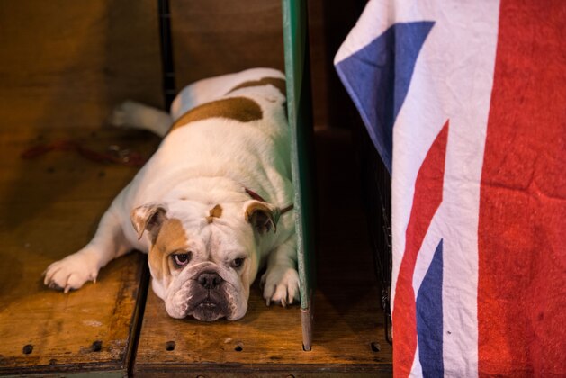 A Bulldog rests in its pen on the second day of the Crufts dog show at the National Exhibition Centre in Birmingham, central England, on March 10, 2017.  / AFP PHOTO / OLI SCARFF        (Photo credit should read OLI SCARFF/AFP/Getty Images)