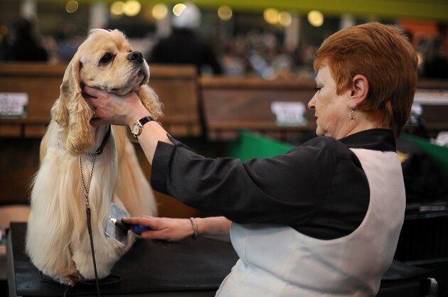 A woman grooms her American Cocker Spaniel on the first day of the annual Crufts dog show at the National Exhibition Centre in Birmingham, central England, on March 10, 2011. The annual event sees dog breeders from around the world compete in a number of competitions with one dog going on to win the 'Best in Show' category. AFP PHOTO/BEN STANSALL (Photo credit should read BEN STANSALL/AFP/Getty Images)