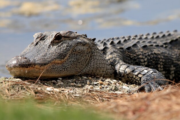 PALM BEACH GARDENS, FL - FEBRUARY 23:  An alligator as seen during a preview round for The Honda Classic at PGA National Resort and Spa - Champion Course on February 23, 2016 in Palm Beach Gardens, Florida.  (Photo by Sam Greenwood/Getty Images)