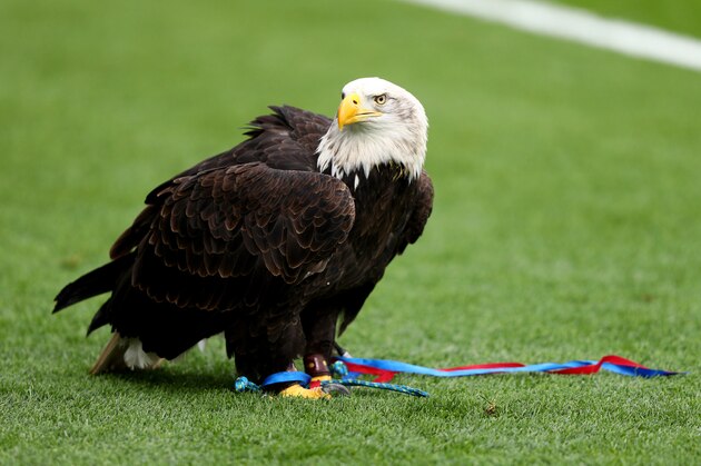 LONDON, ENGLAND - MARCH 18: Kayla the eagle, Crystal Palace mascot is seen in the stadium prior to the Premier League match between Crystal Palace and Watford at Selhurst Park on March 18, 2017 in London, England. (Photo by Ian Walton/Getty Images) LONDON, ENGLAND - MARCH 18: Kayla the eagle, Crystal Palace mascot is seen in the stadium prior to the Premier League match between Crystal Palace and Watford at Selhurst Park on March 18, 2017 in London, England. (Photo by Ian Walton/Getty Images)