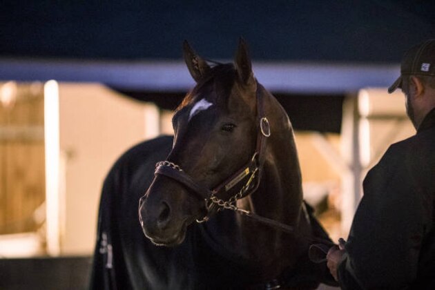 LOUISVILLE, KY - MAY 02: Always Dreaming, owned by Brooklyn Boyz Stables and trained by Todd Pletcher, gets a bath after exercising in preparation for the Kentucky Derby at Churchill Downs on May 02, 2017 in Louisville, Kentucky. (Photo by Alex Evers/Eclipse Sportswire/Getty Images)