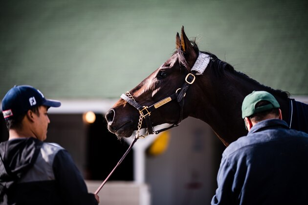LOUISVILLE, KENTUCKY - MAY 03: McCraken, owned by Whitham Thoroughbreds LLC and trained by  Ian R. Wilkes, gets a bath after exercising in preparation for the Kentucky Derby  at Churchill Downs on May 3, 2017 in Louisville, Kentucky. (Photo by Douglas DeFelice/Eclipse Sportswire/Getty Images)