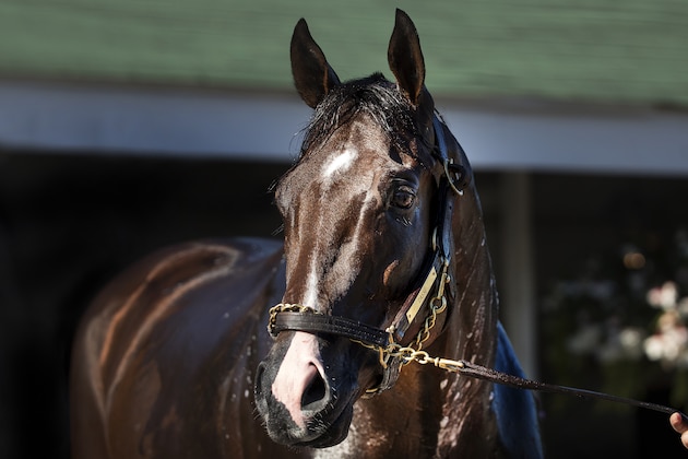 LOUISVILLE, KY - MAY 02: Classic Empire, owned by John Oxley and trained by Mark E. Casse, gets a bath after exercising in preparation for the Kentucky Derby at Churchill Downs on May 02, 2017 in Louisville, Kentucky. (Photo by Alex Evers/Eclipse Sportswire/Getty Images)