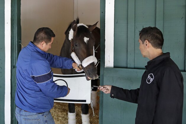 Kentucky Derby winner Always Dreaming is tended to by grooms after arriving at Pimlico Race Course in Baltimore, Tuesday, May 9, 2017. The Preakness Stakes horse race is scheduled to take place May 20. (AP Photo/Patrick Semansky)