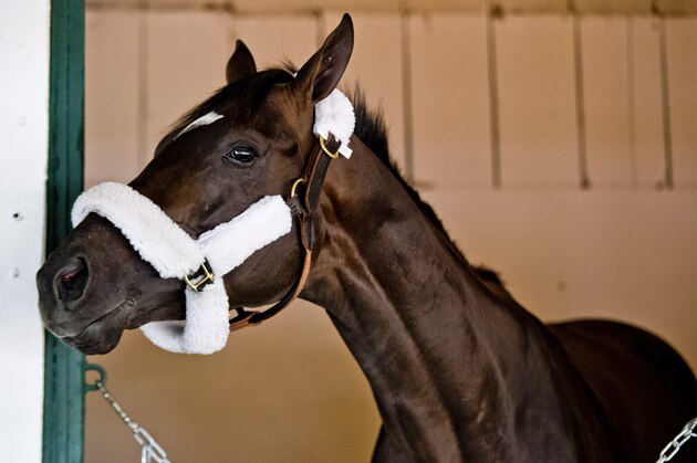 BALTIMORE, MD - MAY 09: Kentucky Derby winner Always Dreaming settles into the Stakes Barn in Stall 40 for Preakness preparations at Pimlico Race Course on May 9, 2017 in Baltimore, Maryland.(Photo by Scott Serio/Eclipse Sportswire/Getty Images)