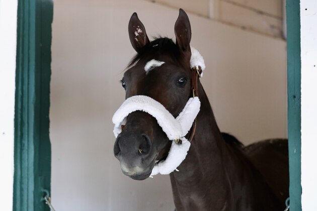 BALTIMORE, MD - MAY 09: Kentucky Derby winner Always Dreaming looks out from his stall after arriving at Pimlico Race Course for the upcoming Preakness Stakes on May 9, 2017 in Baltimore, Maryland. (Photo by Rob Carr/Getty Images) BALTIMORE, MD - MAY 09: Kentucky Derby winner Always Dreaming looks out from his stall after arriving at Pimlico Race Course for the upcoming Preakness Stakes on May 9, 2017 in Baltimore, Maryland. (Photo by Rob Carr/Getty Images)