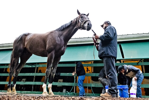BALTIMORE, MD - MAY 12: Kentucky Derby winner Always Dreaming gets a bath after exercising in preparation for the Preakness Stakes next week at Pimlico Race Course on May 12, 2017 in Baltimore, Maryland.(Photo by Scott Serio/Eclipse Sportswire/Getty Images)