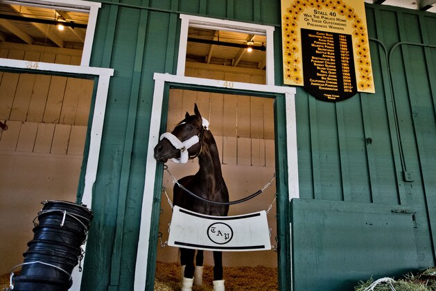 BALTIMORE, MD - MAY 09: Kentucky Derby winner Always Dreaming settles into the Stakes Barn in Stall 40 for Preakness preparations at Pimlico Race Course on May 9, 2017 in Baltimore, Maryland.(Photo by Scott Serio/Eclipse Sportswire/Getty Images)