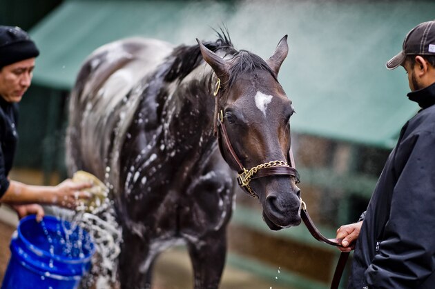 BALTIMORE, MD - MAY 12: Kentucky Derby winner Always Dreaming gets a bath after exercising in preparation for the Preakness Stakes next week at Pimlico Race Course on May 12, 2017 in Baltimore, Maryland.(Photo by Scott Serio/Eclipse Sportswire/Getty Images)