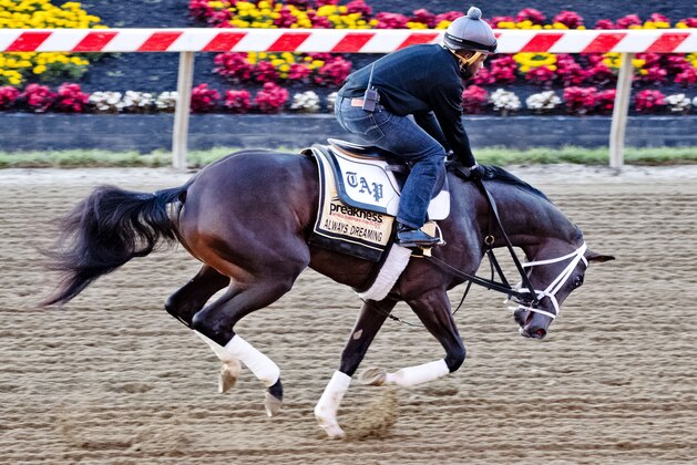 BALTIMORE, MD - MAY 15: Kentucky Derby winner Always Dreaming gallops on track with exercise rider Nick Bush in preparation for the Preakness Stakes this week at Pimlico Race Course on May 15, 2017 in Baltimore, Maryland.(Photo by Scott Serio/Eclipse Sportswire/Getty Images)