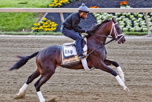 BALTIMORE, MD - MAY 15: Kentucky Derby winner Always Dreaming gallops on track with exercise rider Nick Bush in preparation for the Preakness Stakes this week at Pimlico Race Course on May 15, 2017 in Baltimore, Maryland.(Photo by Scott Serio/Eclipse Sportswire/Getty Images)