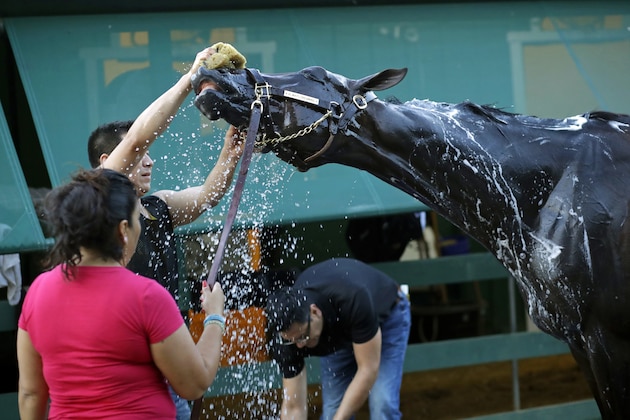 Kentucky Derby winner Always Dreaming is washed after a workout at Pimlico Race Course in Baltimore, Thursday, May 18, 2017. The Preakness Stakes horse race is scheduled to take place May 20. (AP Photo/Patrick Semansky)