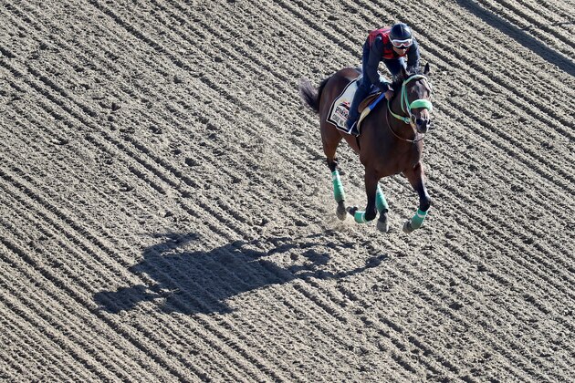 BALTIMORE, MD - MAY 16: Conquest Mo Money trains on the track for the upcoming Preakness Stakes at Pimlico Race Course on May 16, 2017 in Baltimore, Maryland.  (Photo by Rob Carr/Getty Images)