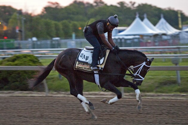 BALTIMORE, MD - MAY 18: Always Dreaming on the track in preparation for the Preakness Stakes at Pimlico Race Course on May 18, 2017 in Baltimore, Maryland. (Photo by Horsephotos/Getty Images)