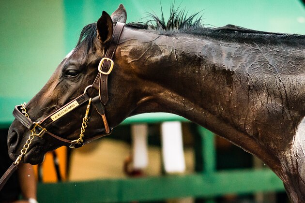 BALTIMORE, MD - MAY 18: Always Dreaming receives a bath after training on the track in preparation for the Preakness Stakes at Pimlico Race Course on May 18, 2017 in Baltimore, Maryland.(Photo by Douglas DeFelice/Eclipse Sportswire/Getty Images)