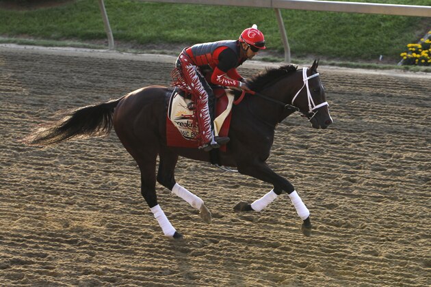 Preakness contender Classic Empire gallops on the track during a workout at Pimlico Race Course in Baltimore, Thursday, May 18, 2017. The Preakness Stakes horse race is scheduled to take place May 20. (AP Photo/Garry Jones)