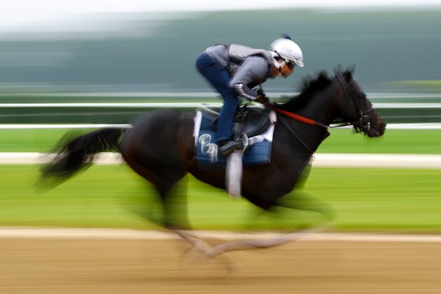 ELMONT, NY - JUNE 05:  A horse gallops during training prior to the 149th running of the Belmont Stakes at Belmont Park at Belmont Park on June 5, 2017 in Elmont, New York.  (Photo by Al Bello/Getty Images)