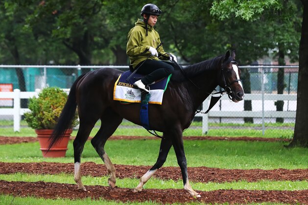 ELMONT, NY - JUNE 05:  Belmont Stakes contender Epicharis walks outside his paddock after training prior to the 149th running of the Belmont Stakes at Belmont Park on June 5, 2017 in Elmont, New York.  (Photo by Al Bello/Getty Images)