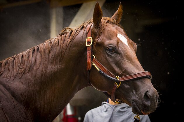 LOUISVILLE, KY - MAY 04: Irish War Cry gets a bath at Churchill Downs ahead of the 143rd Kentucky Derby on May 4, 2017 in Louisville, Kentucky. (Photo by Alex Evers/Eclipse Sportswire/Getty Images)