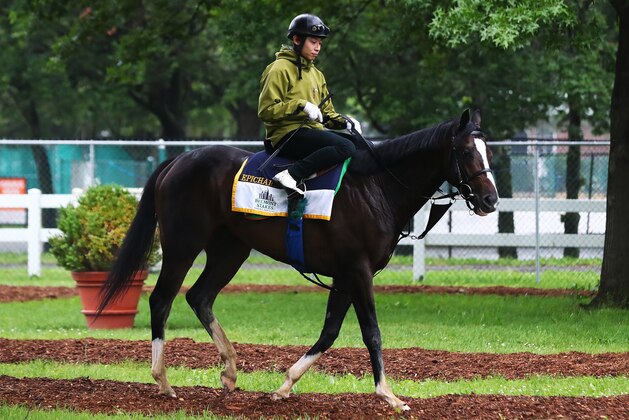 ELMONT, NY - JUNE 05:  Belmont Stakes contender Epicharis walks outside his paddock after training prior to the 149th running of the Belmont Stakes at Belmont Park on June 5, 2017 in Elmont, New York.  (Photo by Al Bello/Getty Images)