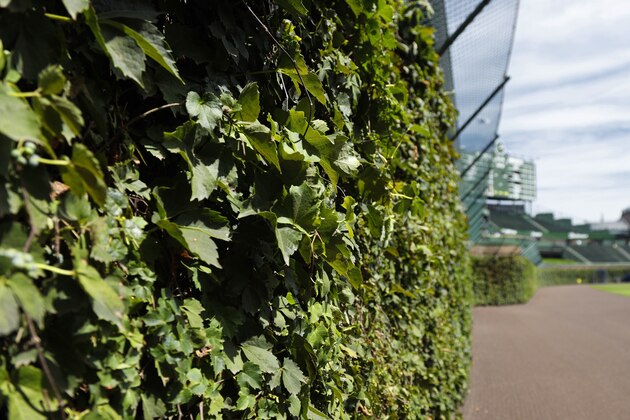 CHICAGO, IL - AUGUST 31: General view of the ivy covered outfield wall prior to a game between the Pittsburgh Pirates and Chicago Cubs at Wrigley Field on August 31, 2016 in Chicago, Illinois. (Photo by Joe Robbins/Getty Images) *** Local Caption ***