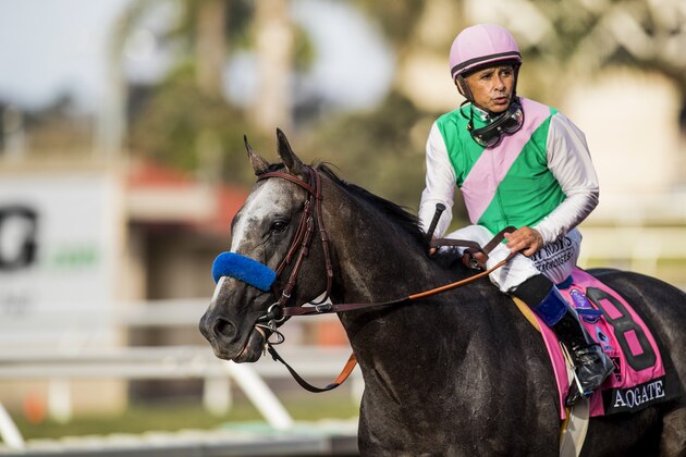DEL MAR, CA - AUGUST 19:  Arrogate # 8, with Mike Smith up after the TVG Pacific Classic at Del Mar Thoroughbred Club, on August 19, 2017 in Del Mar, California. (Photo by Alex Evers/Eclipse Sportswire/Getty Images)