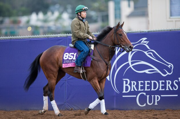 DEL MAR, CA - NOVEMBER 02: Capla Temptress, owned by Team Valor LLC and trained by William I. Mott, exercises in preparation for Breeders' Cup Juvenile Fillies Turf at Del Mar Thoroughbred Club on November 2, 2017 in Del Mar, California. (Photo by Kazushi Ishida/Breeders Cup via Getty Images)