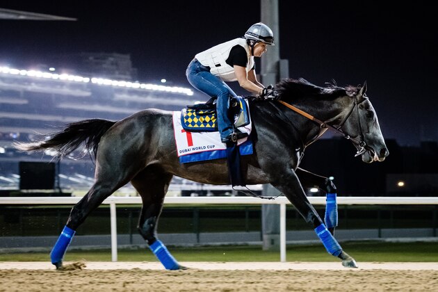 DUBAI, UNITED ARAB EMIRATES - MARCH 24: Arrogate on the track at Meydan Racecourse in preparation for the Dubai World Cup Race on March 24, 2017 in Dubai, United Arab Emirates. (Photo by Douglas DeFelice/Eclipse Sportswire/Getty Images)