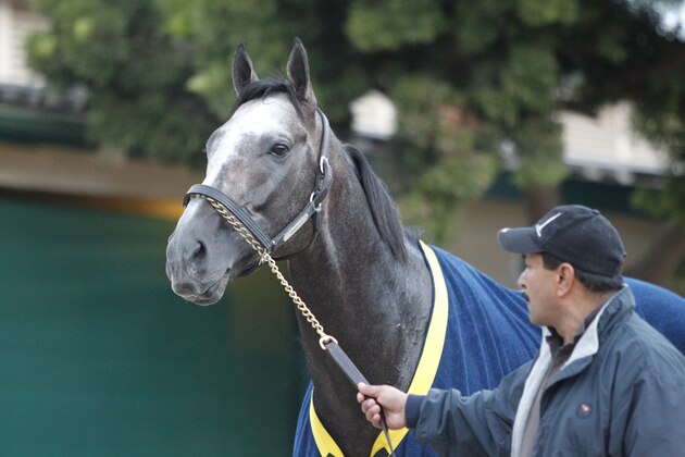 DEL MAR, CA NOVEMBER 2: Arrogate on track in preparation for the Breeders' Cup at Del Mar Race Track on November 2, 2017 in Del Mar, California (Photo by Horsephotos/Getty Images)