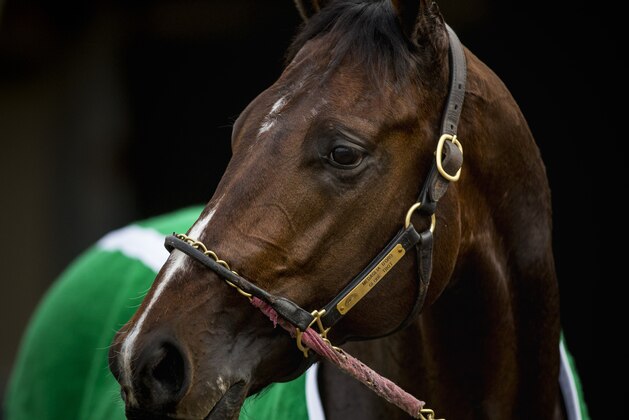 DEL MAR, CA - NOVEMBER 01: Bolt d'Oro at Del Mar Thoroughbred Club on November 01, 2017 in Del Mar, California. (Photo by Alex Evers/Eclipse Sportswire/Breeders Cup)