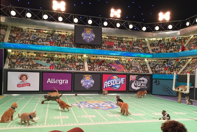 FILE - In this Oct. 21, 2015 file photo, kittens play on a mini football field during the taping of