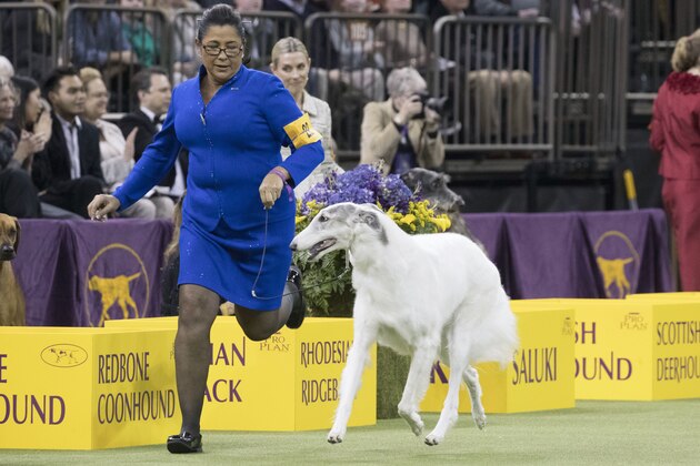 Lucy, a borzoi, is shown in the ring by her handler Valerie Nunes-Atkinson during the Hound group competition during the 142nd Westminster Kennel Club Dog Show, Monday, Feb. 12, 2018, at Madison Square Garden in New York. Lucy won best in group. (AP Photo/Mary Altaffer)