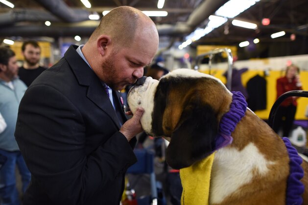 Jeff Creasey and his Saint Bernard wait in the benching area during Day Two of competition at the Westminster Kennel Club 142nd Annual Dog Show in New York on February 13, 2018. / AFP PHOTO / TIMOTHY A. CLARY        (Photo credit should read TIMOTHY A. CLARY/AFP/Getty Images)