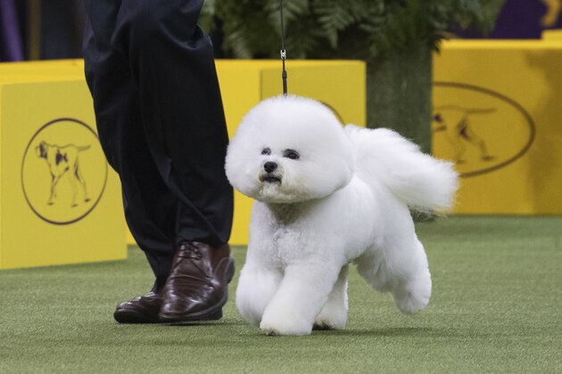 Bill McFadden shows Flynn, a bichon frise, in the ring during the non-sporting group during the 142nd Westminster Kennel Club Dog Show, Monday, Feb. 12, 2018, at Madison Square Garden in New York. Flynn won best in the non-sporting group. (AP Photo/Mary Altaffer)