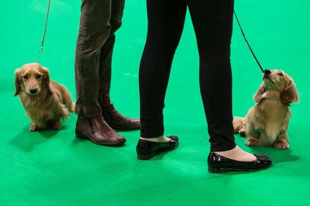 Miniature Long-Haired Dachshunds are judged on the second day of the Crufts dog show at the National Exhibition Centre in Birmingham, central England, on March 9, 2018. / AFP PHOTO / OLI SCARFF        (Photo credit should read OLI SCARFF/AFP/Getty Images)