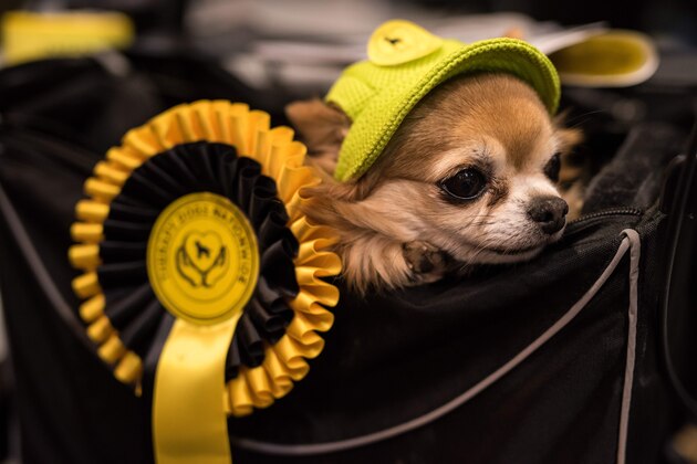 A Long-haired Chihuahua dog wearing a hat is carried in a basket on the second day of the Crufts dog show at the National Exhibition Centre in Birmingham, central England, on March 9, 2018. / AFP PHOTO / OLI SCARFF        (Photo credit should read OLI SCARFF/AFP/Getty Images)