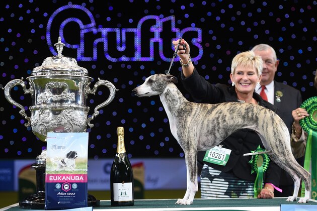 Owner Yvette Short holds 'Collooney Tartan Tease' (Tease), the Whippet, winner of the Best in Show competition on the final day of the Crufts dog show at the National Exhibition Centre in Birmingham, central England, on March 11, 2018.
Crufts is one of the largest dog events in the the world, with thousands of dogs competing for the coveted title of 'Best in Show'. Founded in 1891 by the late Charles Cruft, today the four-day show attracts entrants from around the world. / AFP PHOTO / OLI SCARFF        (Photo credit should read OLI SCARFF/AFP/Getty Images)