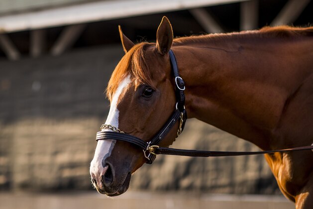 LOUISVILLE, KY - MAY 06: The Kentucky Derby winner Justify the morning after winning at Churchill Downs on May 6, 2018 in Louisville, Kentucky. (Photo by Alex Evers/Eclipse Sportswire/Getty Images)