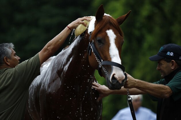 Water falls from Kentucky Derby winner Justify's head as he is washed, Wednesday, May 16, 2018, after arriving at Pimlico Race Course in Baltimore. The Preakness Stakes horse race is scheduled to take place May 19. (AP Photo/Patrick Semansky)