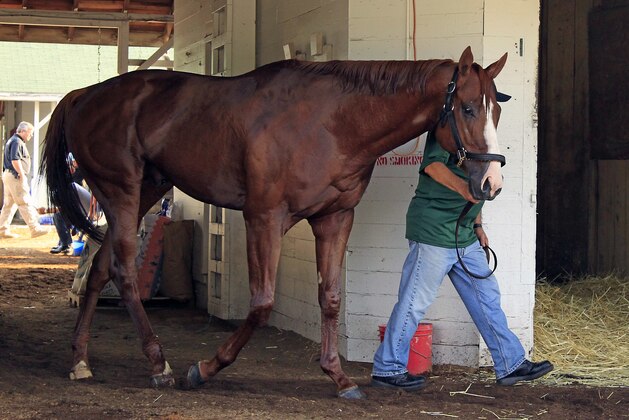 Justify cools down by walking the shed row of Barn 33 at Churchill Downs in Louisville, Ky., Saturday, May 26, 2018 following his morning gallop. Kentucky Derby and Preakness Stakes winner Justify is training for the 150th Belmont Stakes in New York and a possible Triple Crown title. (AP Photo/Garry Jones)