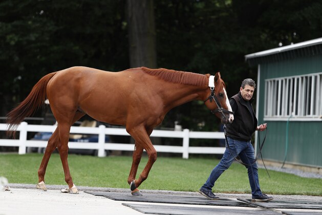 ELMONT, NY - JUNE 06:  Triple Crown and Belmont Stakes contender Justify is bathed after arriving  prior to the 150th running of the Belmont Stakes at Belmont Park on June 6, 2018 in Elmont, New York.  (Photo by Al Bello/Getty Images)