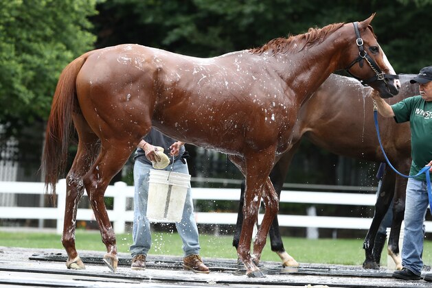 ELMONT, NY - JUNE 07:  Triple Crown and Belmont Stakes contender Justify is bathed after traing prior to the 150th running of the Belmont Stakes at Belmont Park on June 7, 2018 in Elmont, New York.  (Photo by Al Bello/Getty Images)