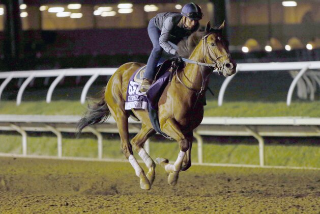 DEL MAR, CA NOVEMBER 2: Accelerate on track in preparation for the Breeders' Cup at Del Mar Race Track on November 2, 2017 in Del Mar, California (Photo by Horsephotos/Getty Images)