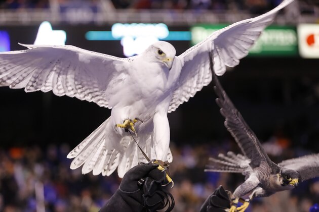Air Force falcon mascots spread their wings during the first half of an NCAA college football game against Boise State in Boise, Idaho, on Friday, Nov. 20, 2015. Air Force won 37-30. (AP Photo/Otto Kitsinger)