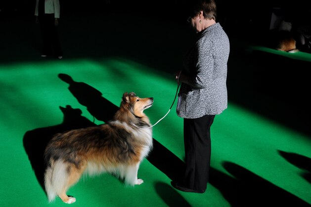 A collie (rough) competes on the second day of Crufts dog show at the National Exhibition Centre in Birmingham, England, Friday March 6, 2015. First held in 1891, Crufts is said to be the largest show of its kind in the world, the annual four day event features thousands of dogs competing for the coveted title of 'Best in Show'. (AP Photo/Rui Vieira)