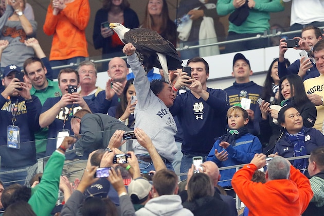 ARLINGTON, TEXAS - DECEMBER 29: A bald eagle lands on a fans arm after performing a flyover in the stadium during the College Football Playoff Semifinal Goodyear Cotton Bowl Classic between the Notre Dame Fighting Irish and the Clemson Tigers at AT&T Stadium on December 29, 2018 in Arlington, Texas. (Photo by Kevin C.  Cox/Getty Images)