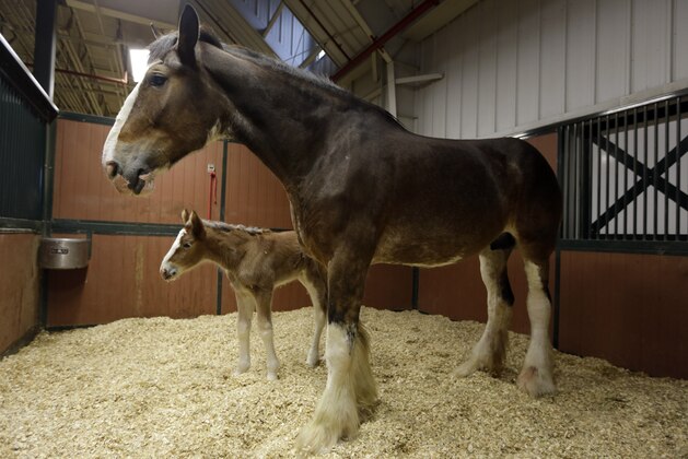 Darla, a 7-year-old Clydesdale, top, watches over her young, as yet unnamed foal, at Warm Springs Ranch Wednesday, Jan. 30, 2013, in Boonville, Mo. The foal, born Jan, 16, 2013 at the ranch, is the star of a Budweiser commercial set to air during Super Bowl XLVII on Sunday.  (AP Photo/Jeff Roberson)